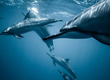 九游娱乐app：让每一次点击都成为一段美好旅程